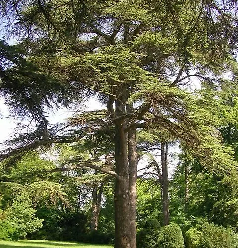 Bed & Breakfast Chateau De Michel De Lanes 3*